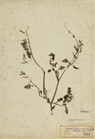 藏品(彎果黃菫)的圖片